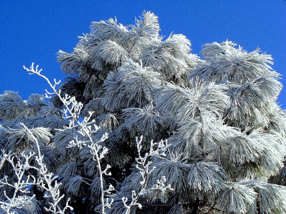 Winter cold trees