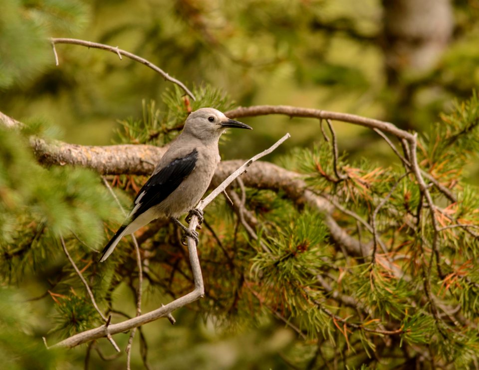 Clark's Nutcracker