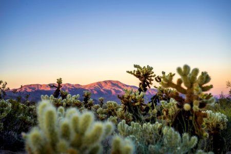 Cholla Cactus Garden and Pinto Mountain; teddybear cholla (Cylindropuntia bigelovii) at sunset