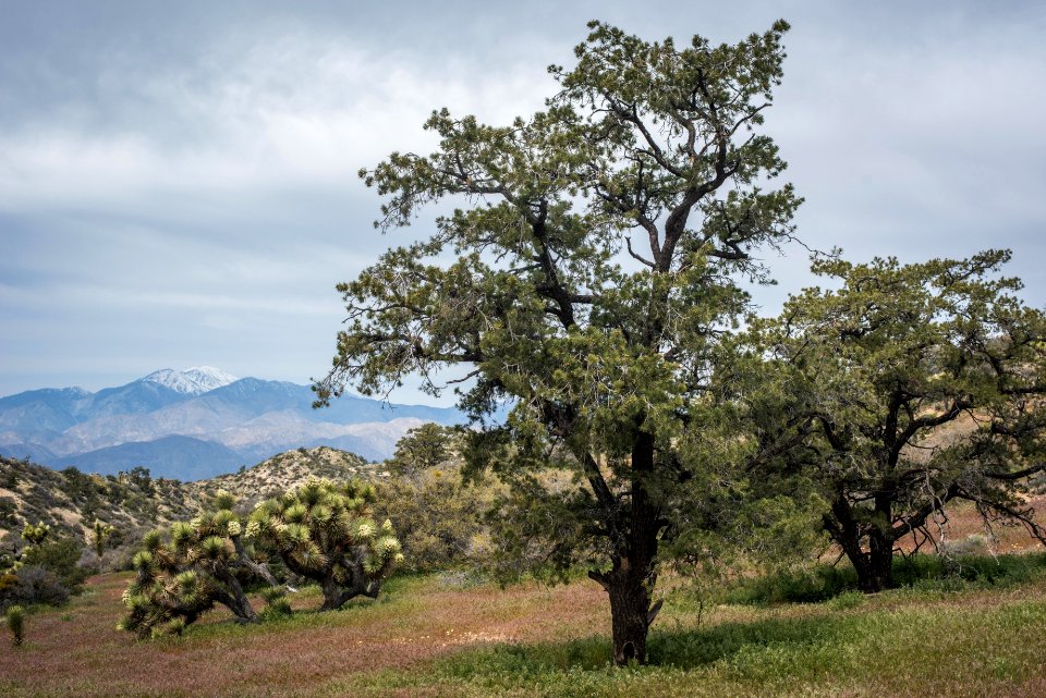 Pinyon pines at Black Rock