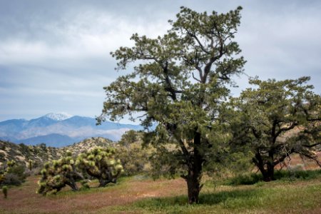 Pinyon pines at Black Rock
