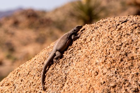 Chuckwalla photo