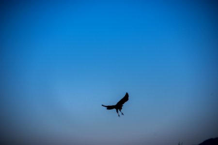 Cooper's Hawk at Oasis of Mara