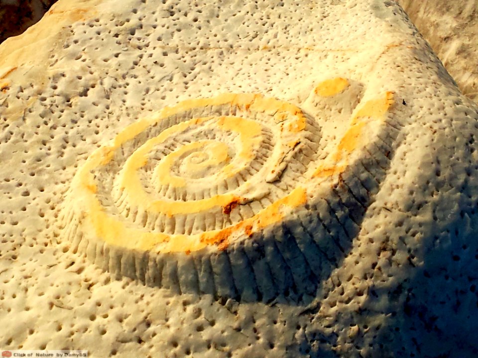 DAM1577 - Ammonite di pietra
