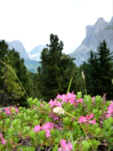 Fiori delle dolomiti