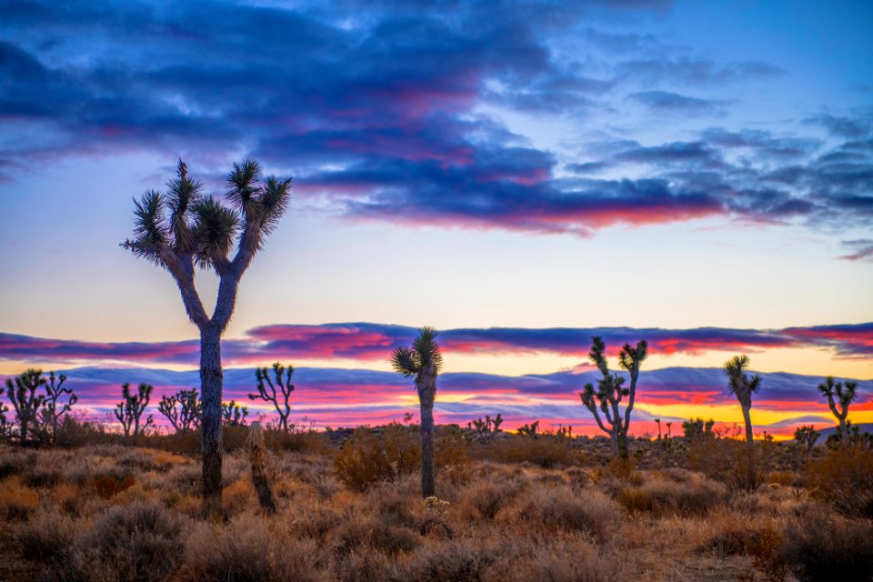 Joshua trees in Queen Valley at sunset