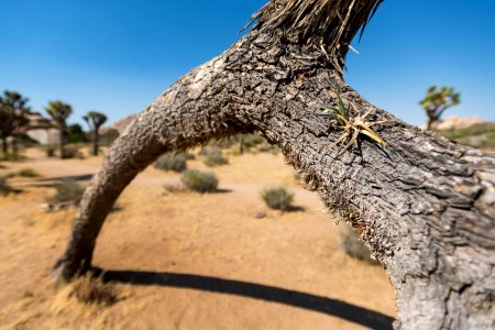 Leaning Joshua tree at Hall of Horrors, resprouting photo