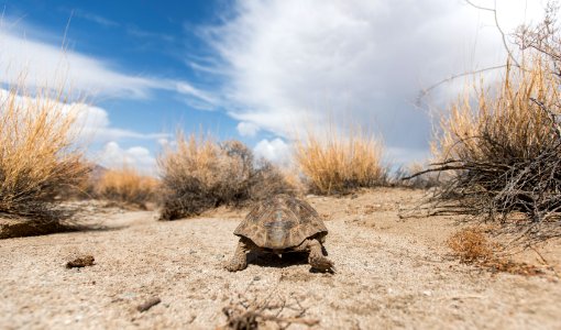 Desert tortoise walking in the Pinto Basin photo