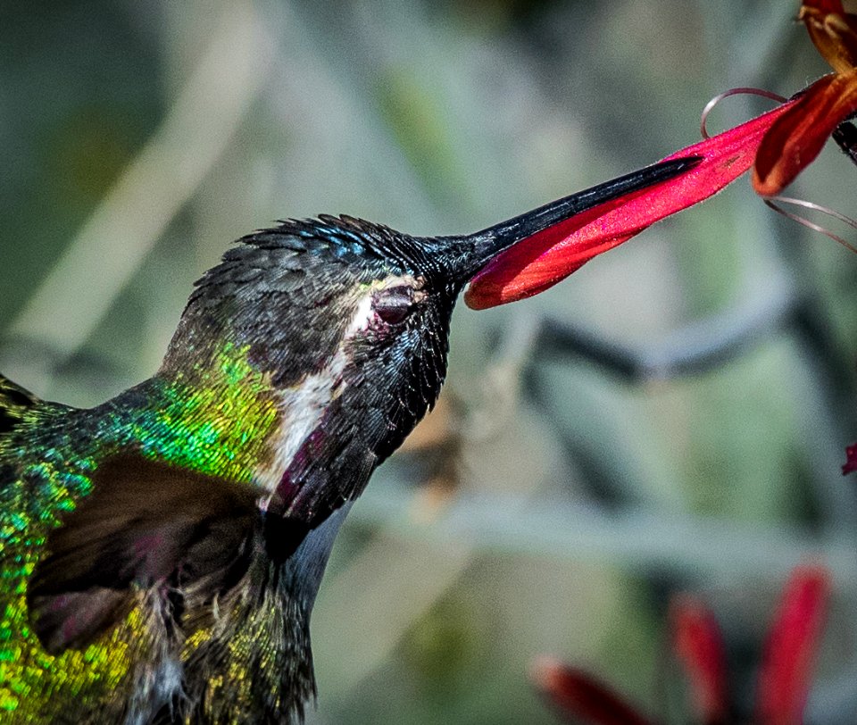 Hummingbird drinking nectar