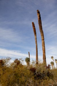 Oasis of Mara; Twentynine Palms, CA