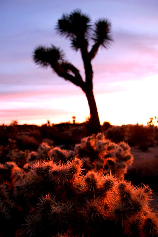 Sunset with cholla in foreground