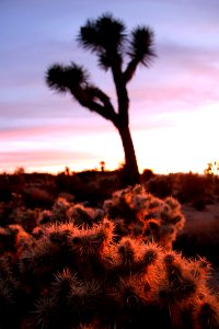 Sunset with cholla in foreground