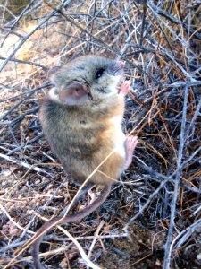 Deer mouse (Peromyscus)