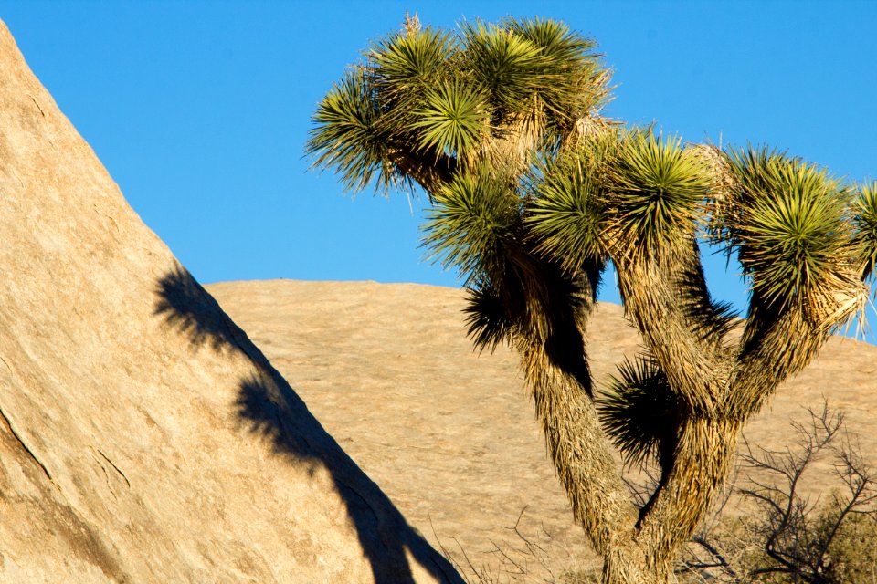 A Joshua tree cast shadows along the Wall Street Mill trail