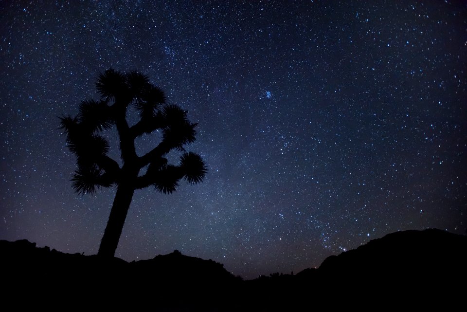 Joshua trees under the stars