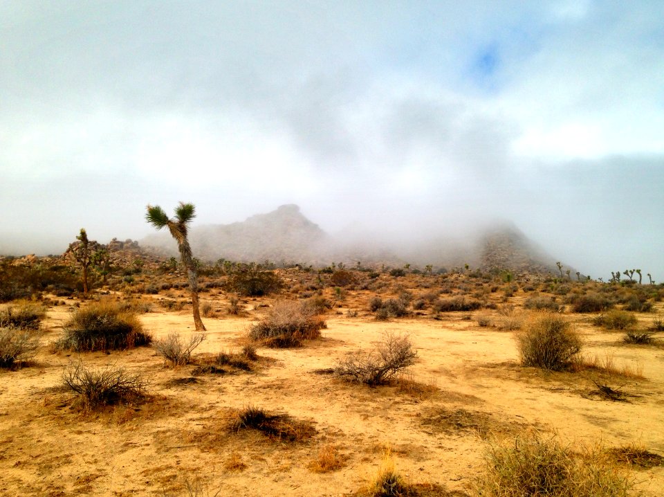 a rare foggy morning in Joshua Tree National Park, December 3, 2014