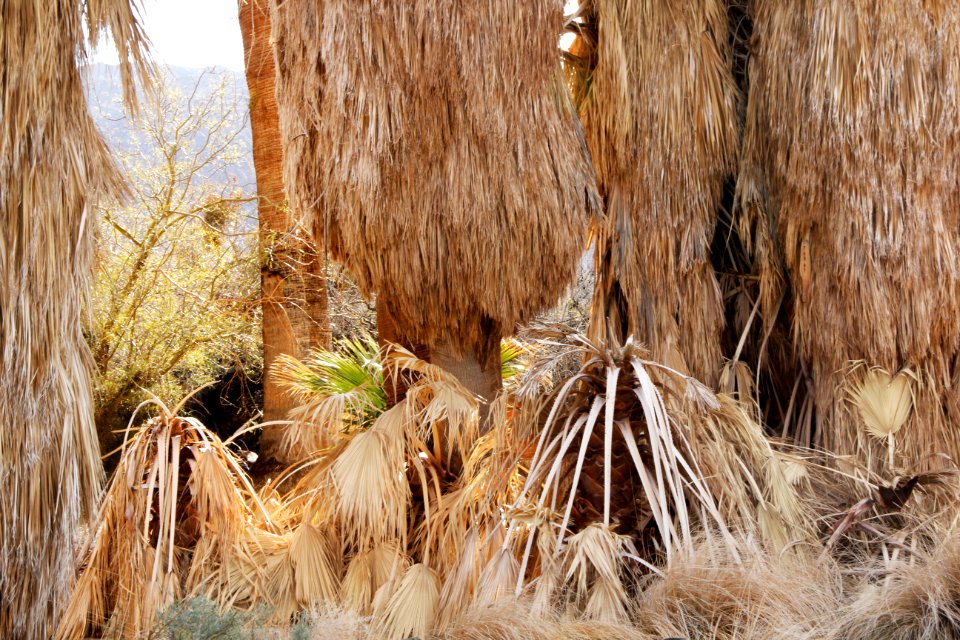 California fan palm (Washingtonia filifera); Oasis of Mara