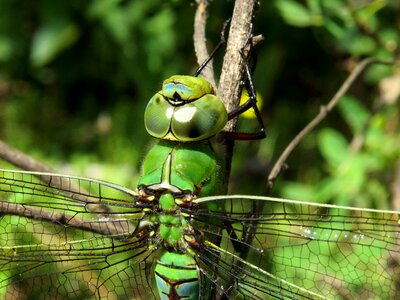 Dragonfly insect face photo