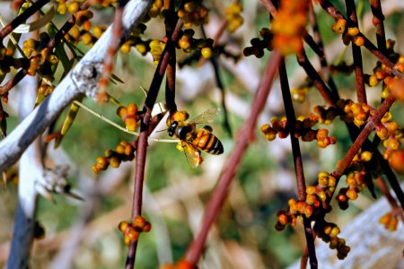 Honeybee (Apis) on desert mistletoe (Phoradendron californicum)