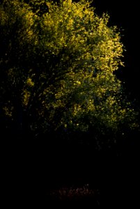 Palo Verde