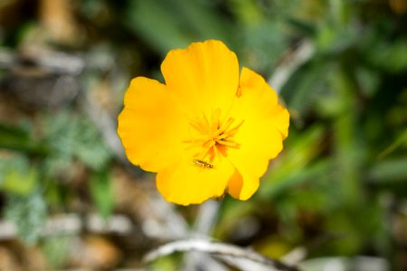 Joshua Tree poppy (Eschscholzia androuxii)