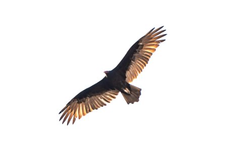 Turkey vulture (Cathartes aura) near Cottonwood Springs