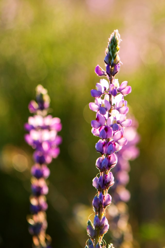 Arizona Lupine near Cottonwood