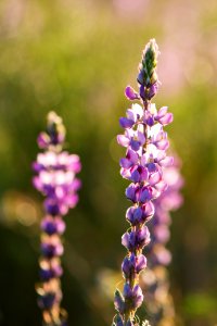 Arizona Lupine near Cottonwood