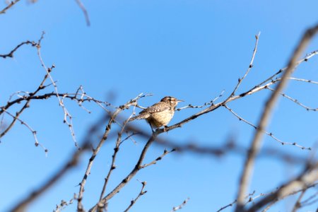 Cactus wren (Campylorhynchus brunneicapillus) at the Oasis of Mara photo