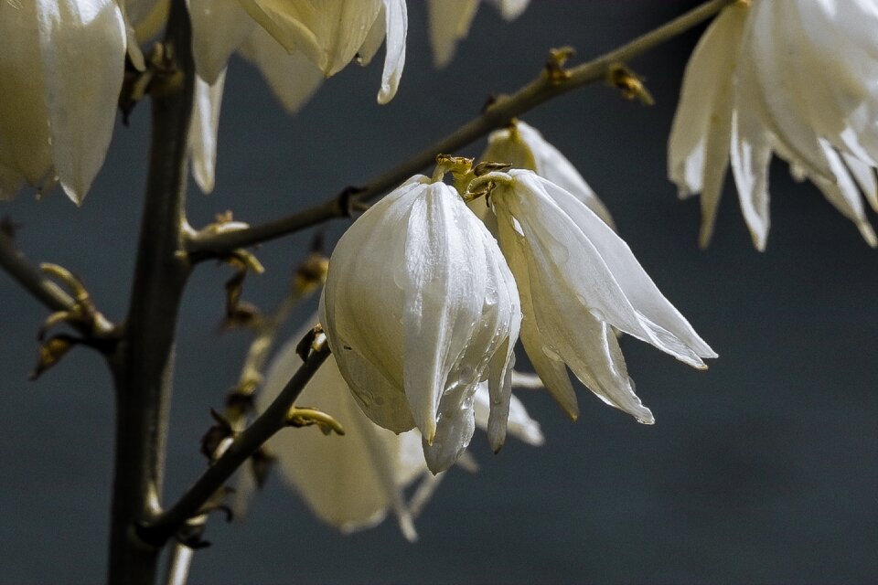 Blossom bloom close up