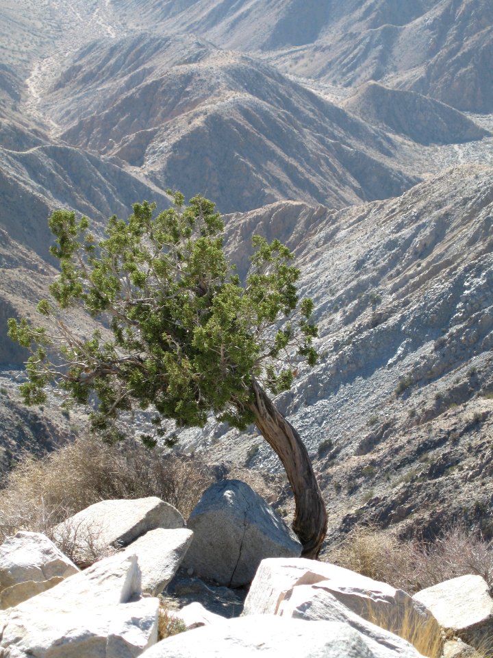 California juniper (Juniperus califonica); Key's View