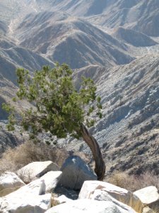 California juniper (Juniperus califonica); Key's View