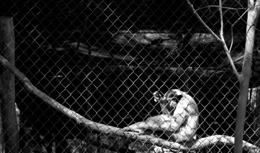The Lonely Monkey