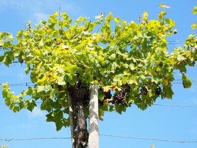 Blue plantation climber plant