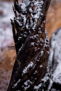 Snow on a pinyon pine trunk near Keys View photo