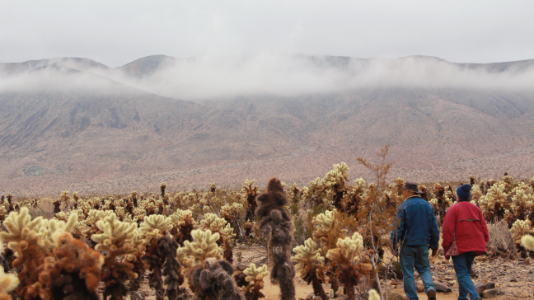 Cholla Garden in the fog