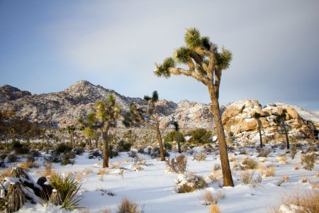 Snowfall on 12/31/14 - Near Boy Scout trailhead