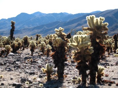 Cylindropuntia bigelovii, Cholla Cactus Garden 4739 RobbHannawacker photo