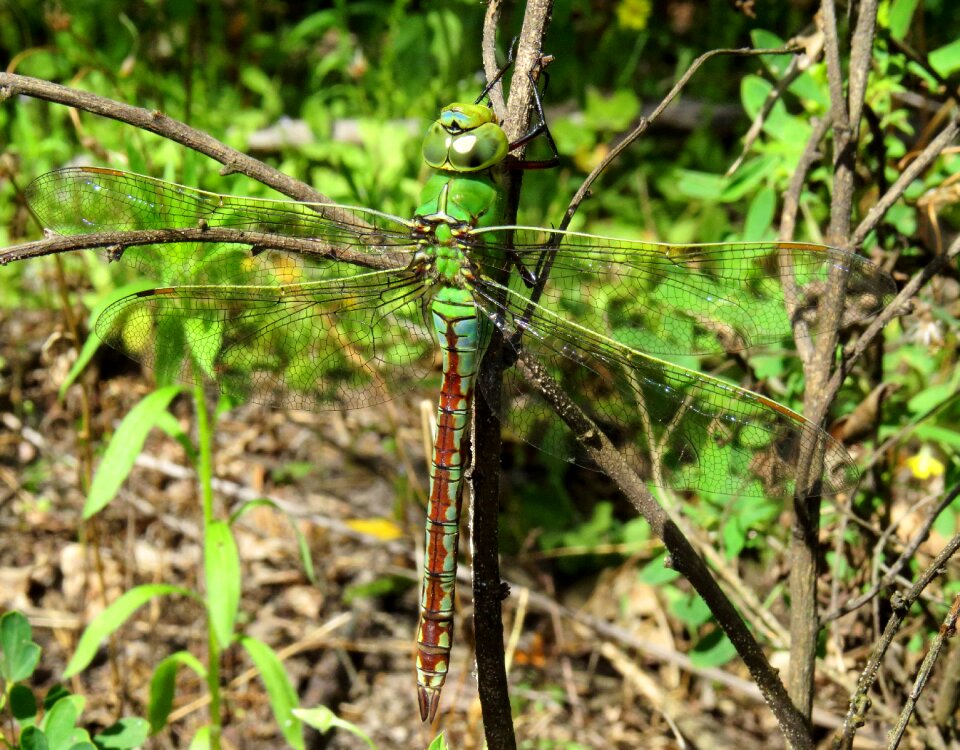 Dragonfly insect face