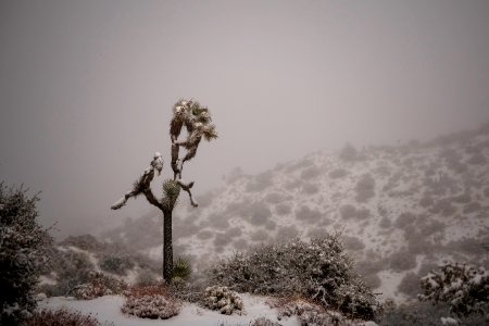 Snow falling over a Joshua tree at Eureka Peak photo