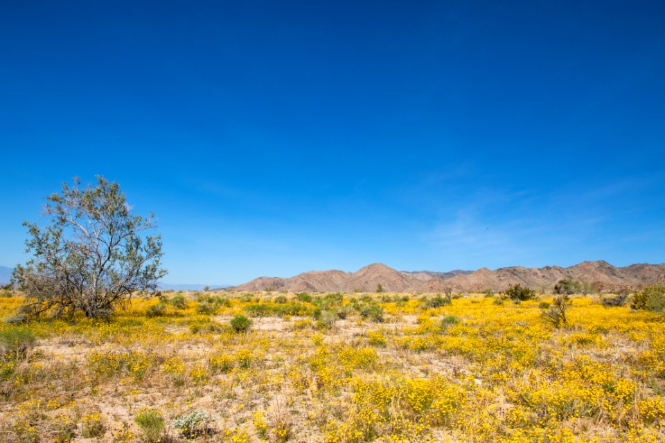 Parish's poppy (Eschscholzia parishii) on the bajada (Cottonwood)