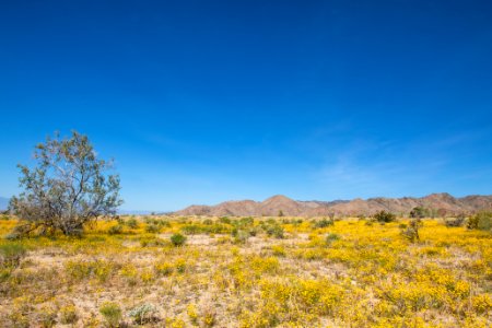 Parish's poppy (Eschscholzia parishii) on the bajada (Cottonwood)