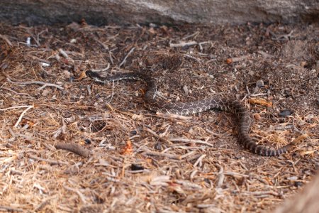 Southern Pacific Rattlesnake (Crotalus oreganus helleri) photo
