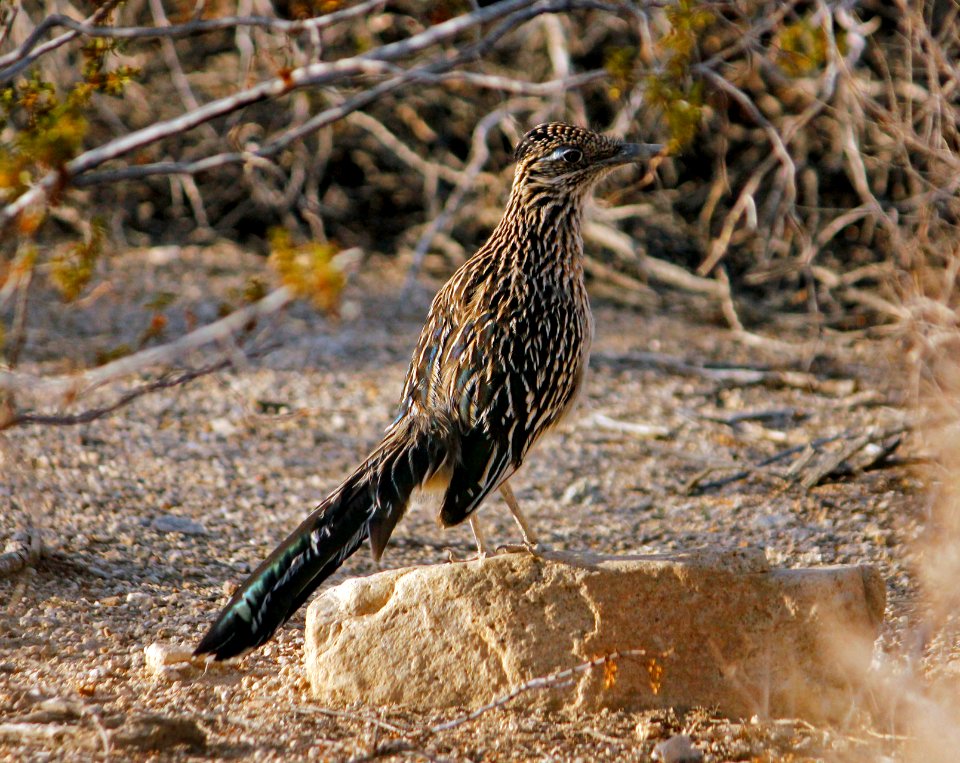 Greater Roadrunner (Geococcyx californianus)