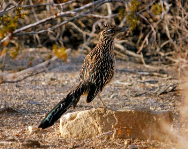 Greater Roadrunner (Geococcyx californianus) photo