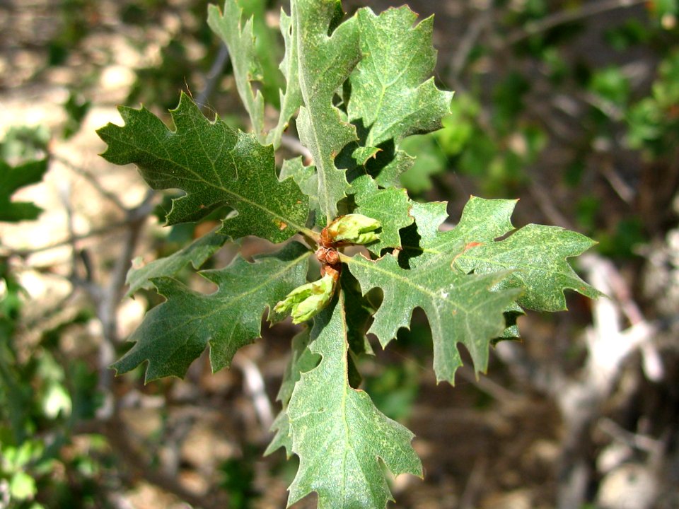 Oak tree; Live Oak picnic area