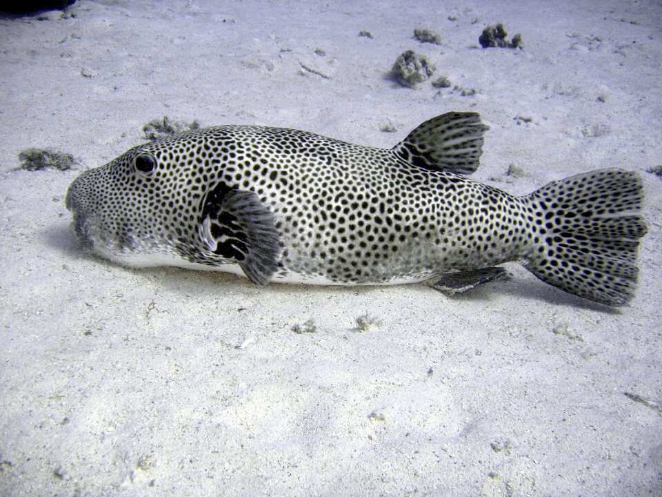 Underwater world sea meeresbewohner