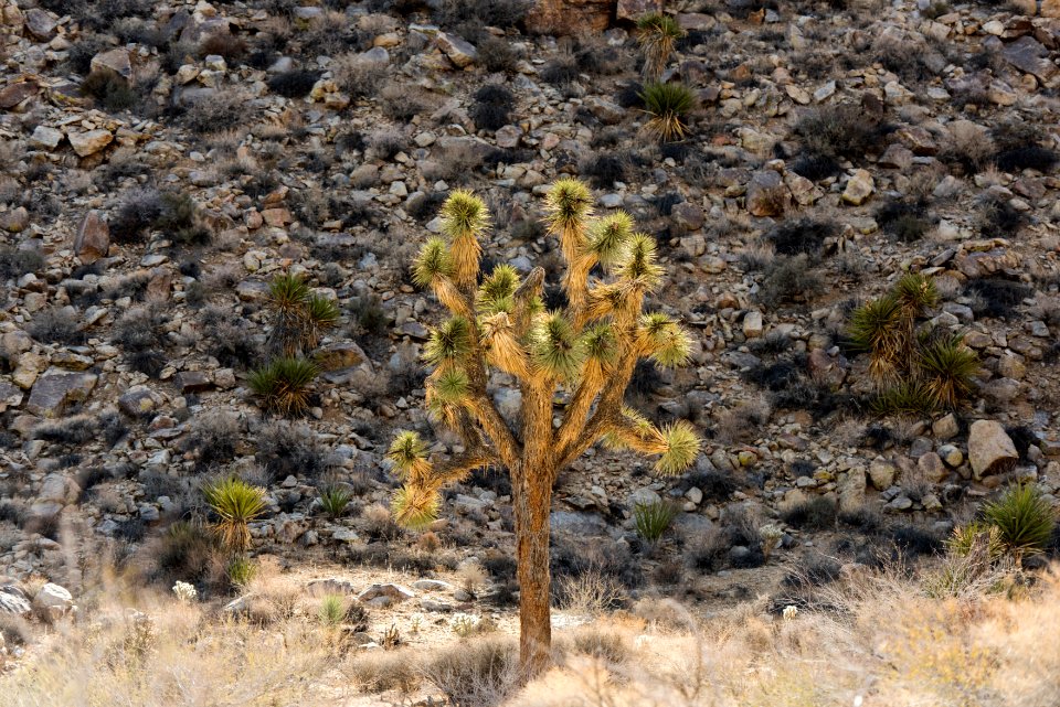 Joshua tree near North Entrance photo