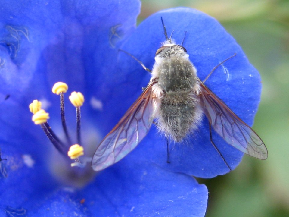 Bee fly (Bombyliidae) on a California bluebell (Phacelia campanularia) in Quail Wash