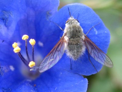 Bee fly (Bombyliidae) on a California bluebell (Phacelia campanularia) in Quail Wash